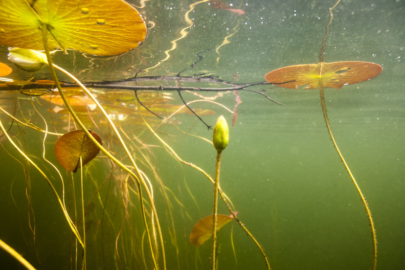 Lily underwater photography 