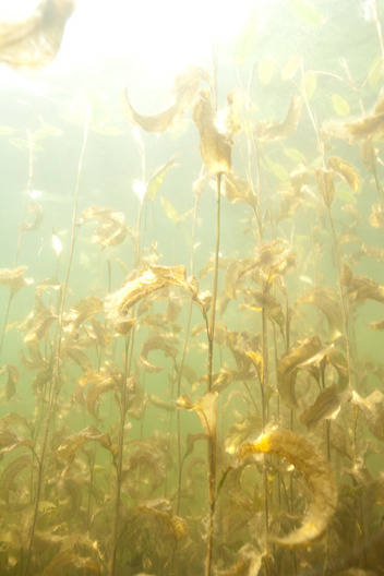 Flora underwater photography 