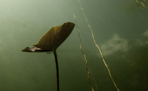 underwater photography Lily