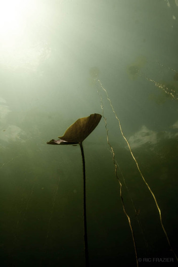 underwater photography Lily