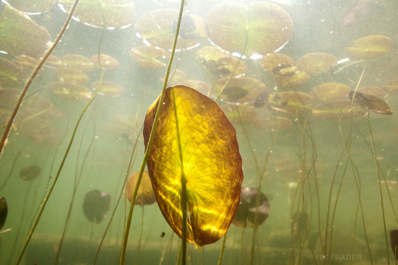 underwater photography Lily