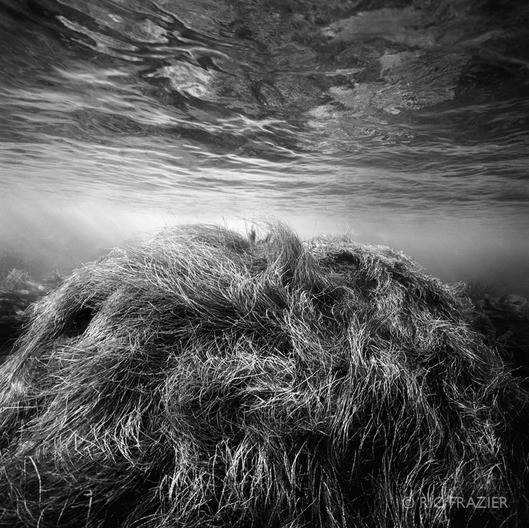 underwater photography San Clemente