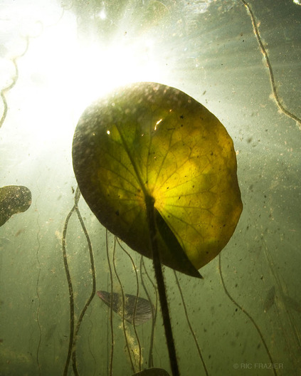 underwater photography lily