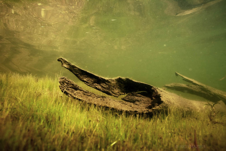 underwater photography water logged